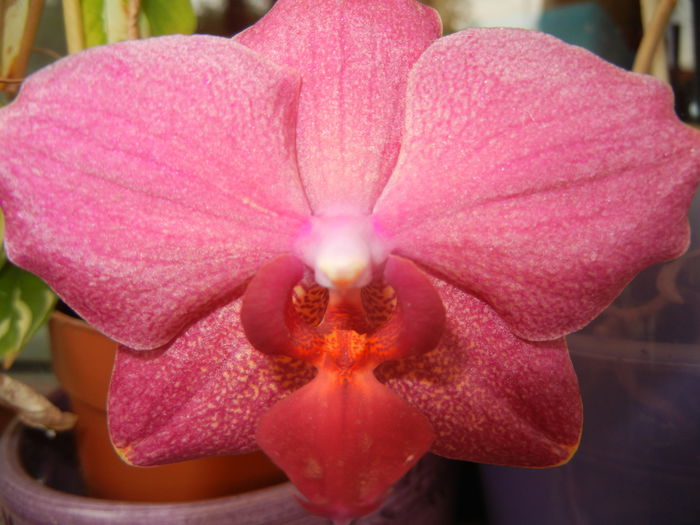 Violet Phalaenopsis (2014, Sep.07)