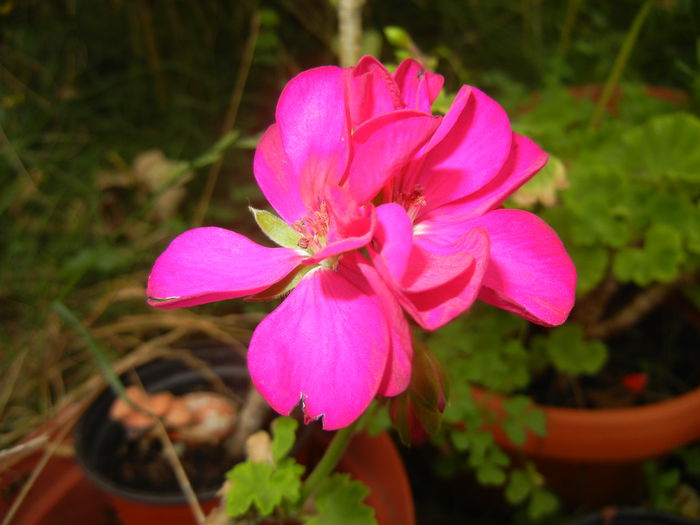 Bright Odette Geranium (2014, Aug.23)