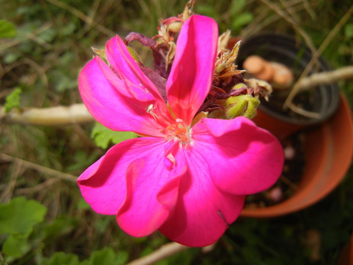 Bright Odette Geranium (2014, Sep.06) - Geranium Bright Odette