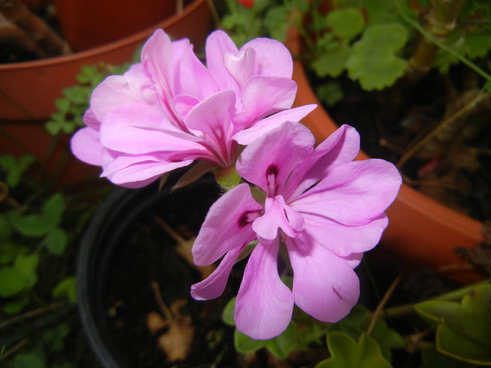 Lavender Ivy-Geranium (2014, Aug.17) - IVY-LEAVED Geranium Double