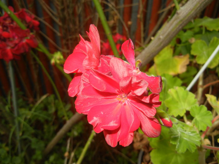 Red Ivy-Geranium (2014, Aug.17) - IVY-LEAVED Geranium Double