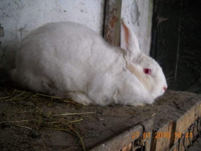 femela neozeelandez alb - iepurii mei