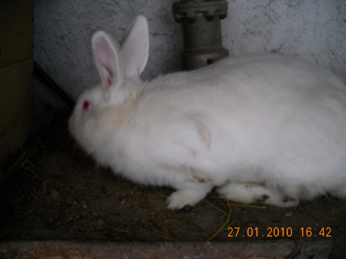 neozeelandez alb, femela