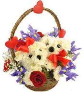 catelusi_irisi_FL3417