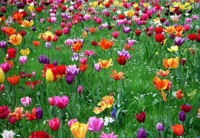 652x450_087671-peste-400-000-de-flori-vor-fi-plantate-in-parcurile-din-bucuresti - xo_Flori_xo