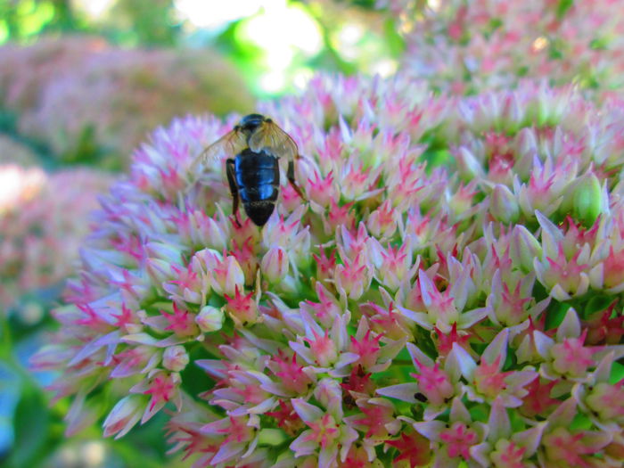 IMG_2080 - Floricele de Septembrie