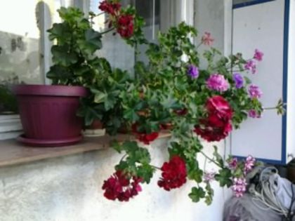 Picture 010 - flori balcon