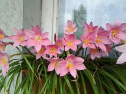 Picture 020 - flori balcon