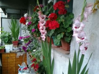 Picture 022 - flori balcon