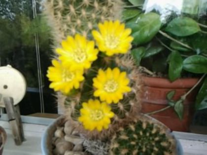 Picture 006 - cactusi