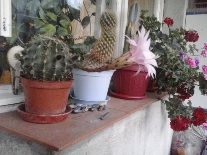 2014-07-12 21.15.27 - cactusi