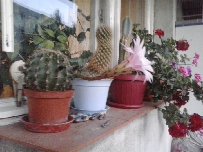 2014-07-12 21.15.33 - cactusi