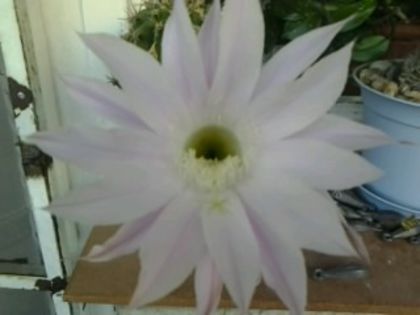 Picture 012 - cactusi