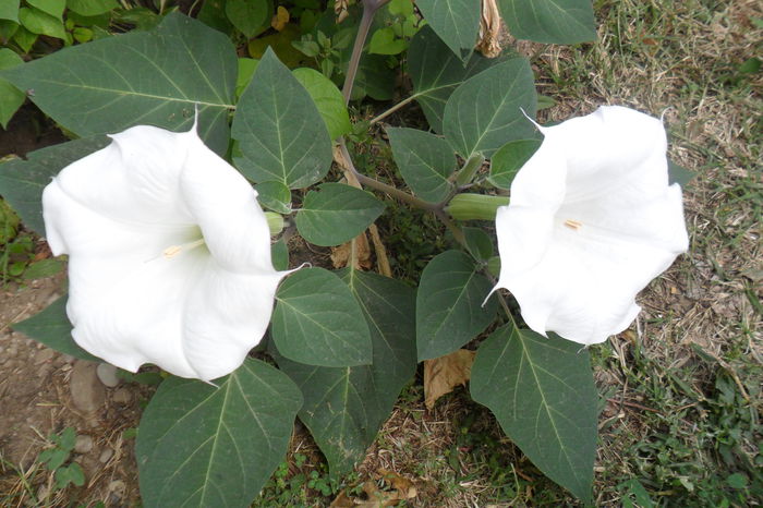 Picture 683 - talmes-balmes2014