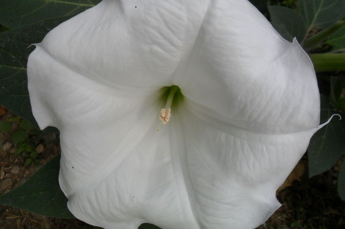 Picture 684 - talmes-balmes2014