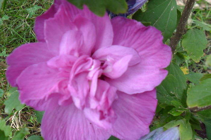 duc de brabant