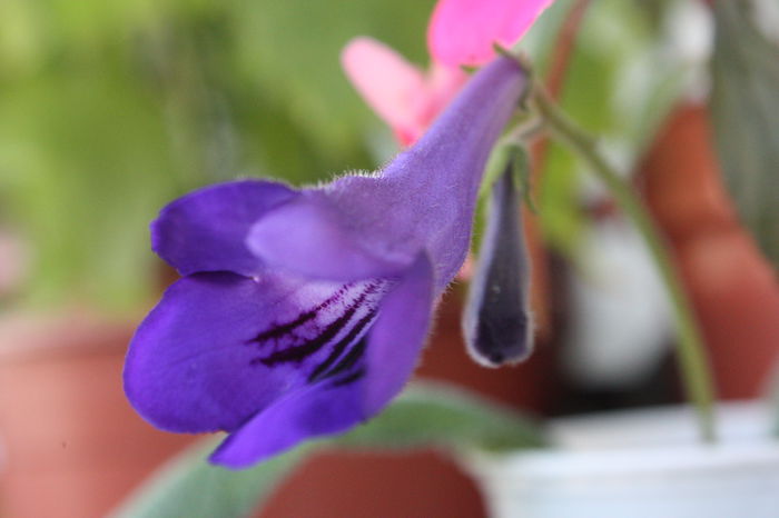 IMG_3386 - 2014 septembrie