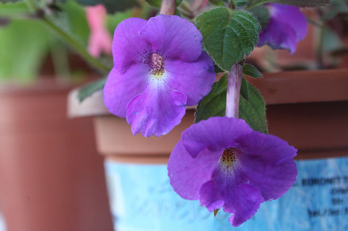 IMG_3389 - 2014 septembrie