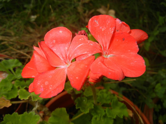 Red Geranium (2014, Aug.23)