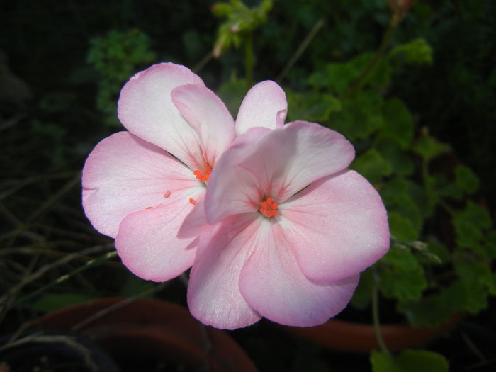 Light Pink Geranium (2014, Aug.31)