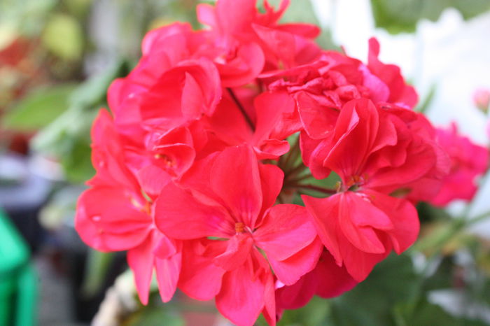 IMG_3399 - 2014 septembrie