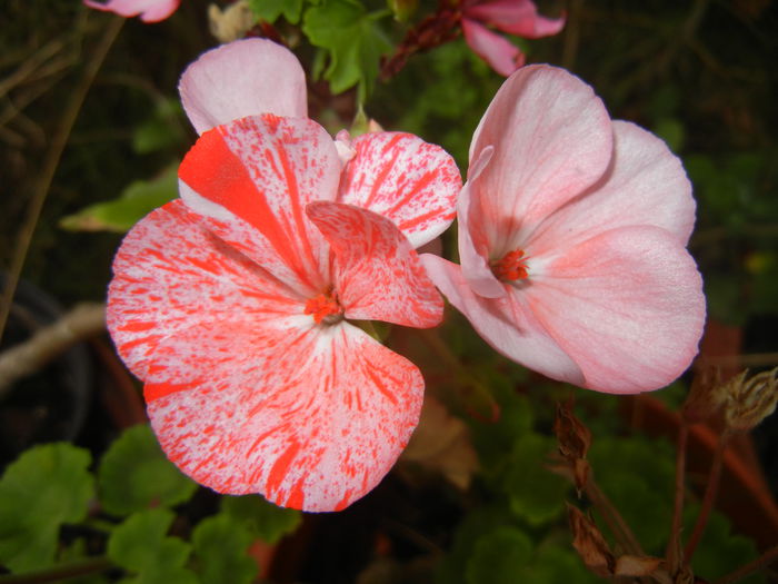 Red & White Geranium (2014, Sep.06)