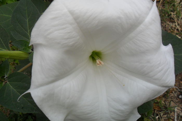 Picture 685 - brugmansii-daturi-iochrome 2014