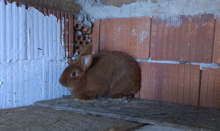 neozeelandez rosu f - iepuri mei