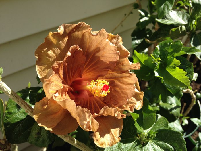 11 sept. 2014 - Hibiscus