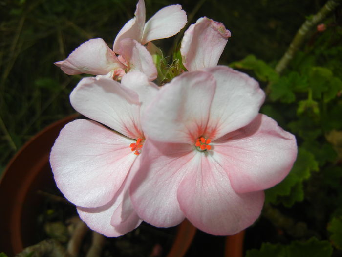 Light Pink Geranium (2014, Sep.06)