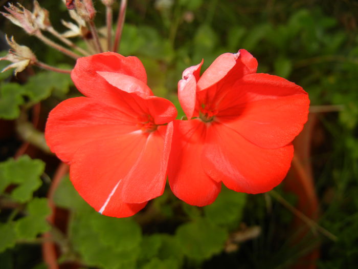 Red Geranium (2014, September 07)