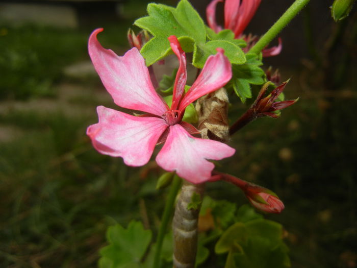 Pink Stellar Geranium (2014, Sep.06)