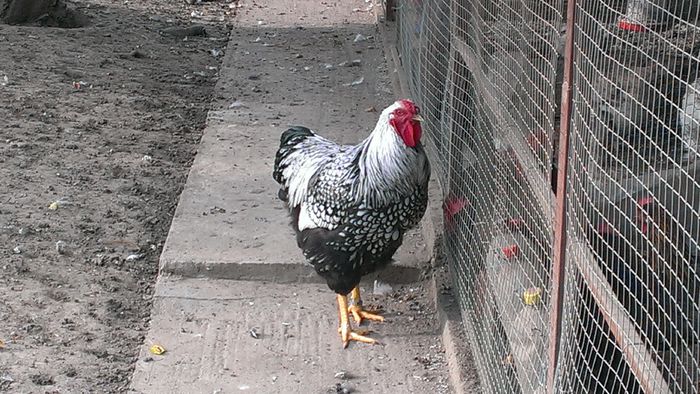 2014 - WIANDOTTE ARGINTIU