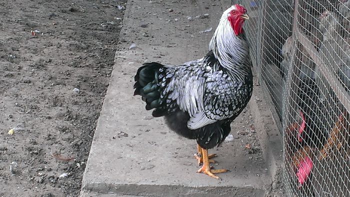 2014 - WIANDOTTE ARGINTIU