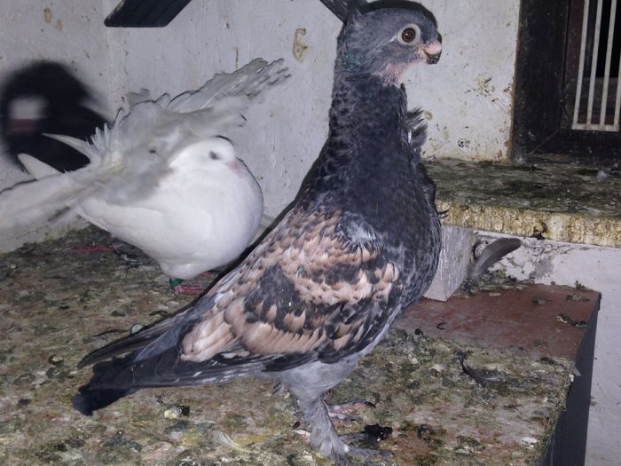 image - blondineti pui