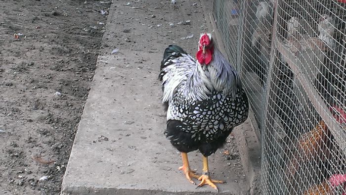 2014 - WIANDOTTE ARGINTIU