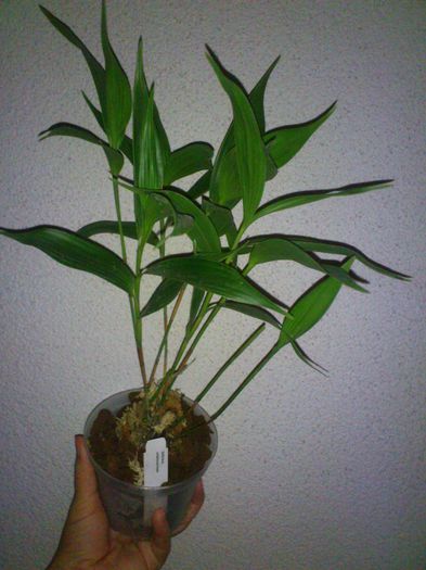 sobralia undatocarinata - Sobralia