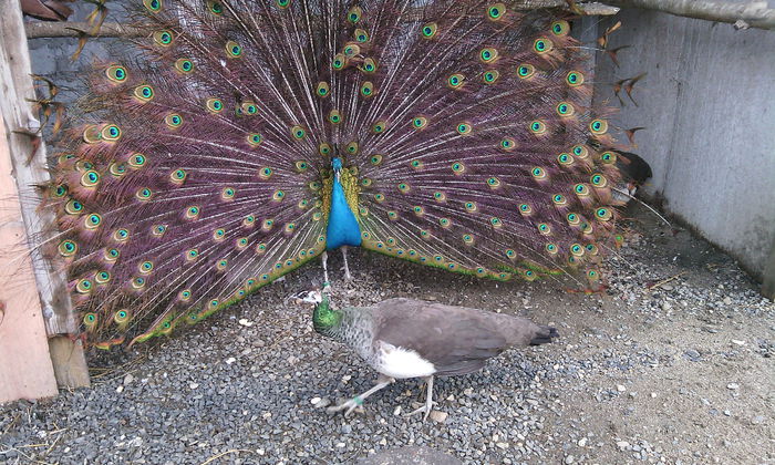 mascul de vanzare - PAUNI INDIA BLUE