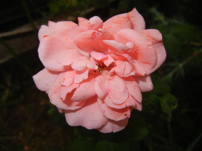 Rose Pleasure (2014, September 06) - Rose Pleasure