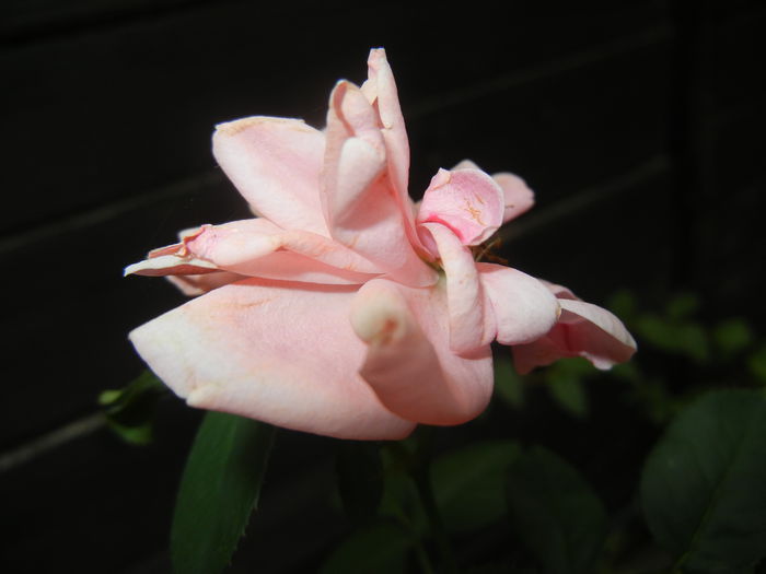 Rose Pleasure (2014, September 06)