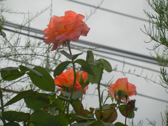 Rose Artistry (2014, September 06)