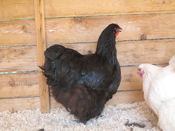 Picture 026 - Pui 2014