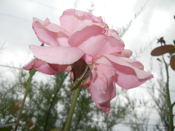 Rose Royal Highness (2014, Sep.06) - Rose Royal Highness