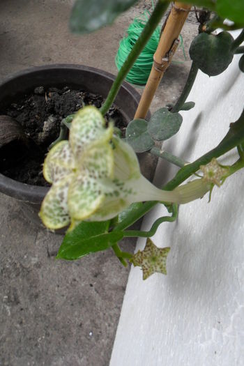 planta parasuta