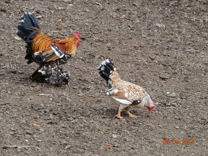 DSC07588 - Gaini 2014