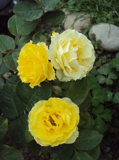DSC03401