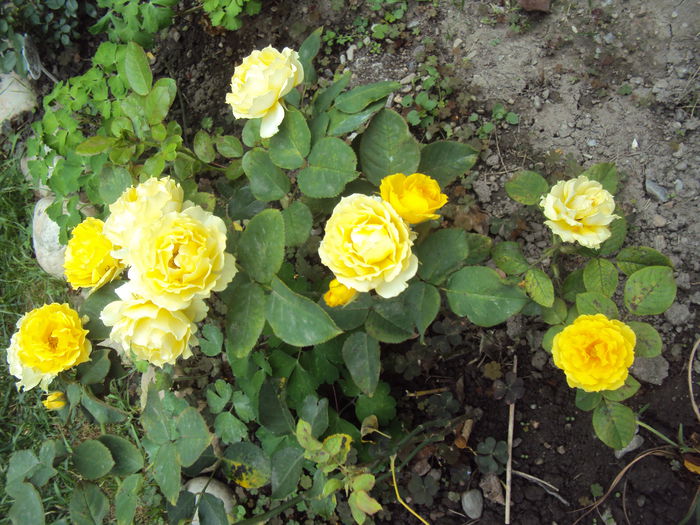 DSC03408