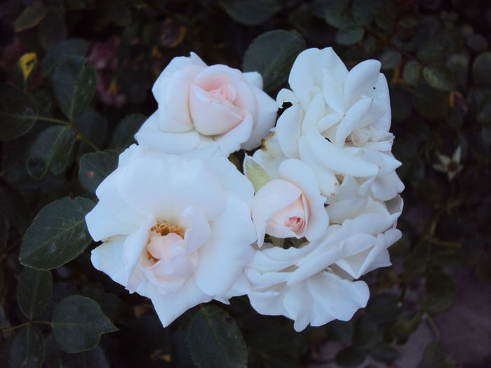 DSC03757 - Aspirin Rose