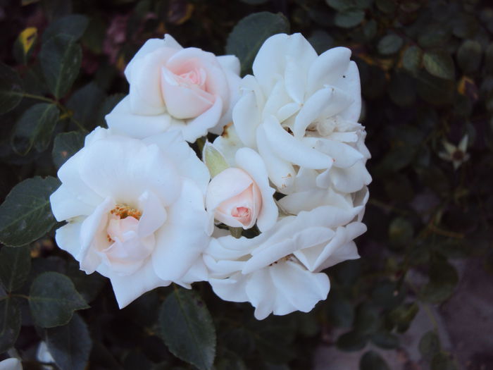 DSC03758 - Aspirin Rose
