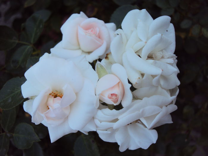 DSC03760 - Aspirin Rose